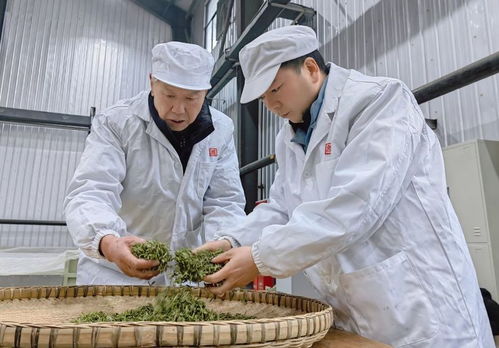 聚焦春茶上市,共话雅茶发展